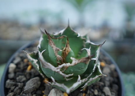 アガベ　チタノタ　FO-76　agave titanota  FO-76　No.15