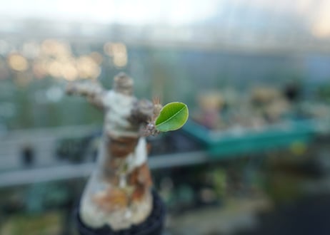 パキポディウム マカイエンセ　Pachypodium makayense　No.3