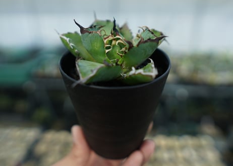 アガベ　チタノタ　黒鯨　Agave titanota black whales　No.6