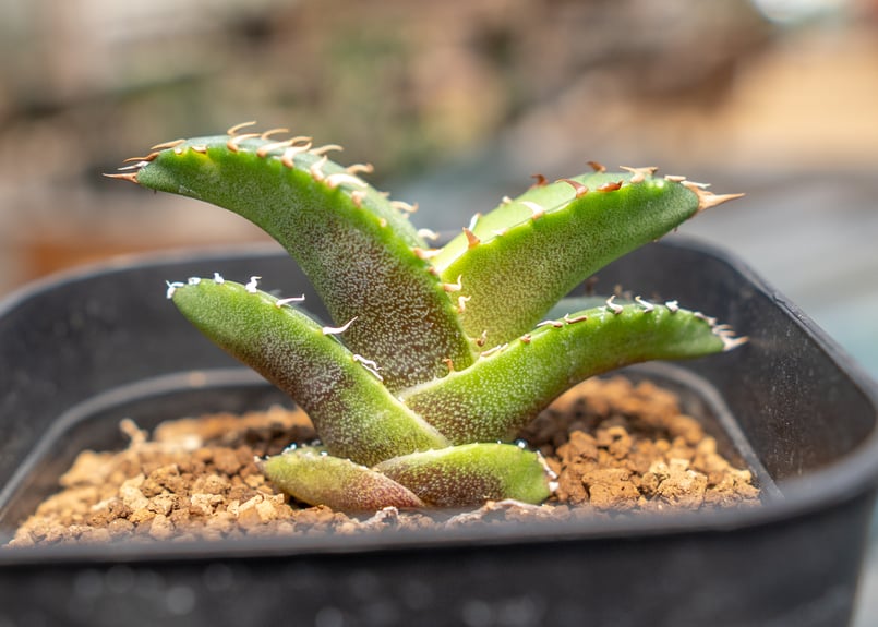 loop plants オテロイ実生 斑入り アガベ loop plants オテロイ実生