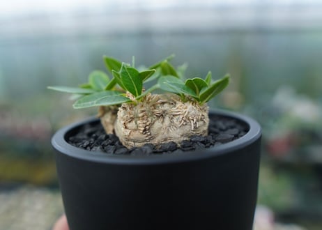 パキポディウム　恵比寿笑い　Pachypodium brevicaule