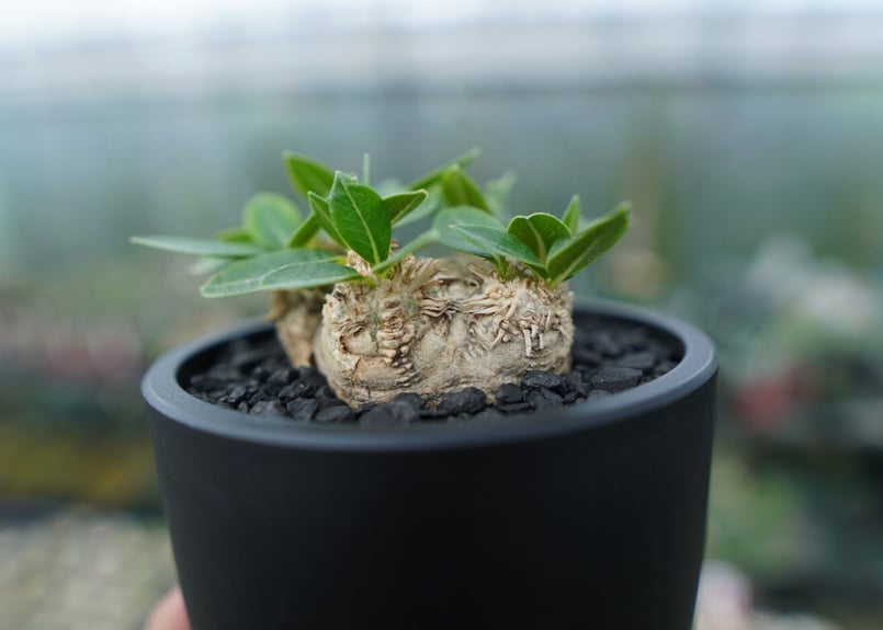 パキポディウム 恵比寿笑い Pachypodium brevicaule | mana's f