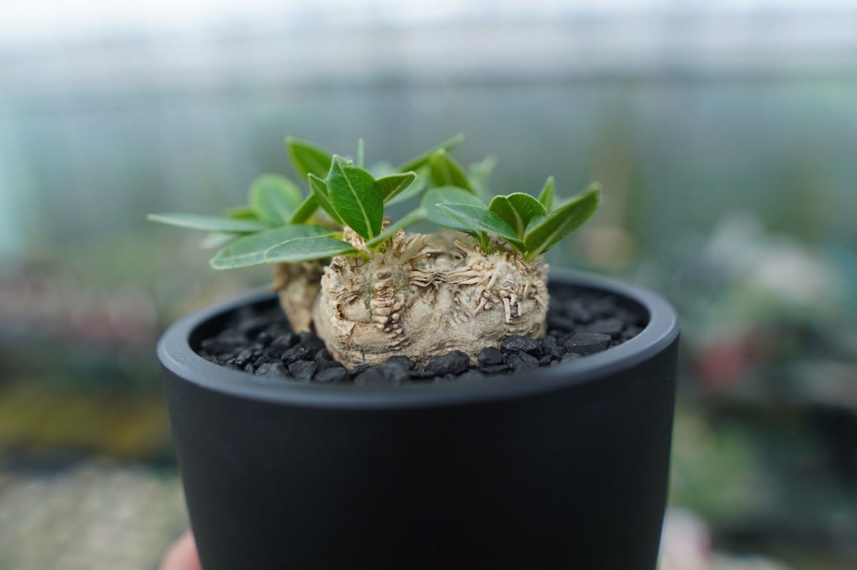 パキポディウム 恵比寿笑い Pachypodium brevicaule | mana's f