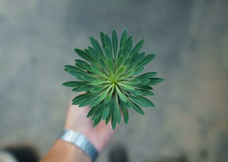ユーフォルビア　ソテツキリン "パイナップルコーン"　Euphorbia sotetsukirin  No.1