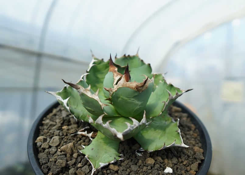 アガベ チタノタ ドワーフ agave titanota dwarf No.2 | mana