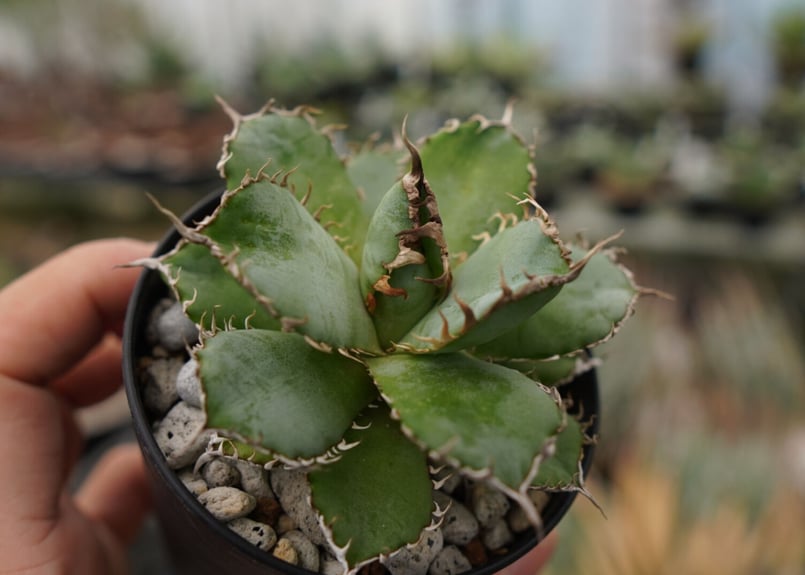 アガベ チタノタ フィリグリー NO.2 | mana's farm:塊根植物・アガベ