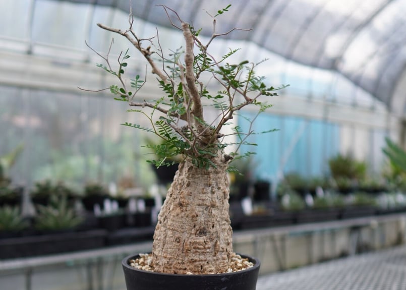 オペルクリカリア パキプス 《2》 | mana's farm:塊根植物・アガベ