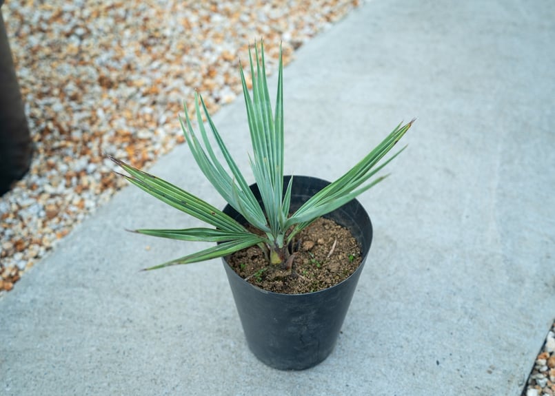 ブラヘア アルマータ | mana's farm:塊根植物・アガベ・ドライガーデン