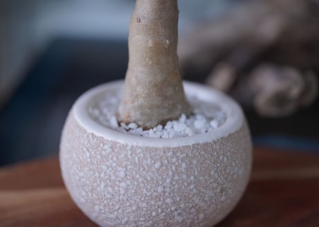 Othonnna triplinervia