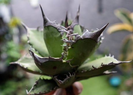 Agave titanota FO-76 B NO.5