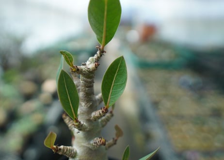 アデニウム　Adenium　No.3