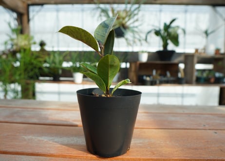 フィカス　ジン　Ficus elastica ”Jin”