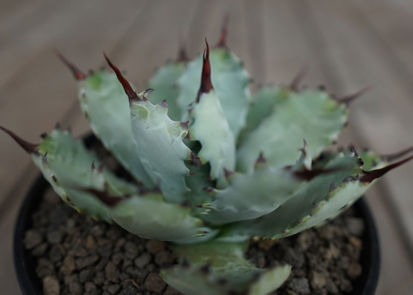 アガベ マクロアカンサ×ポタトラム Agave macroacantha×potatorum...