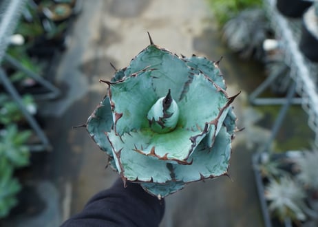 アガベ　チタノタ　 ブラックアンドブルー 　Agave titanota black and blue　NO.1