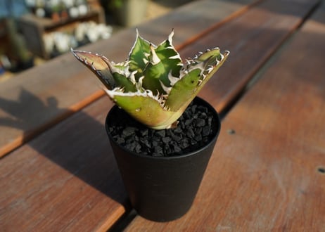 アガベ　チタノタ　レッドキャットウィーズル　Agave titanota Red catweezle　No.4