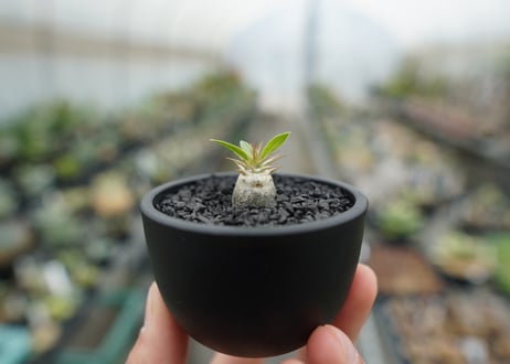 パキポディウム　マカイエンセ　Pachypodium makayense