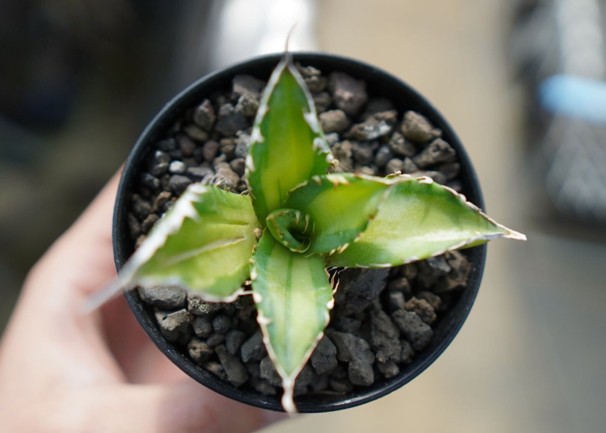 【限定品】 アガベ チタノタ錦 Agave titanota Variegated | mana's gr アガベ