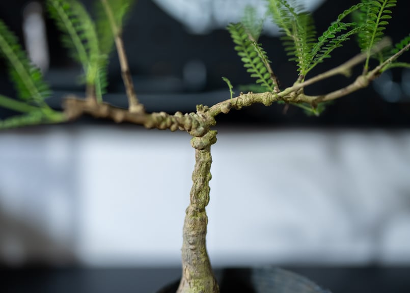 オペルクリカリア ヒファエノイデス | mana's green:塊根植物 オペルクリカリア ヒファエノイデス | mana's green:塊根植物