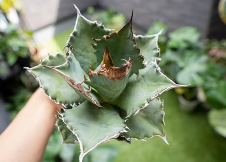 Agave titanota 白鯨嚴龍 A NO.1