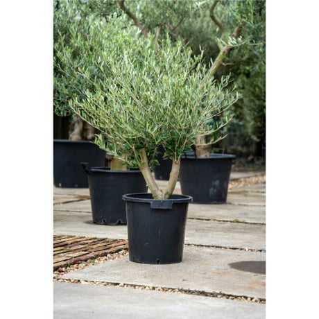 国産オリーブ　No.1 売約済