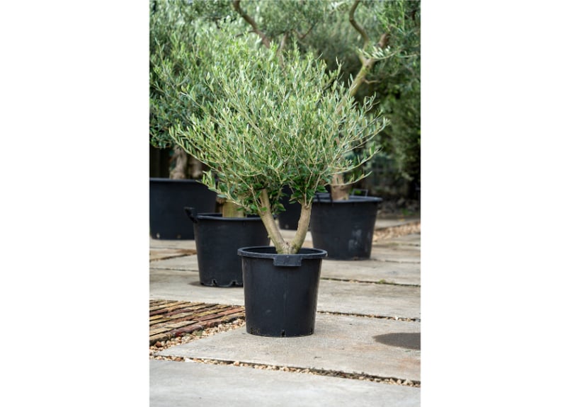 ★SALE★訳あり格安★オロロフ★カタルニア風景★リトグラフ★シリアルナンバー★ 国産オリーブ No.1 売約済 | mana's farm:塊根植物・アガベ・ドライ