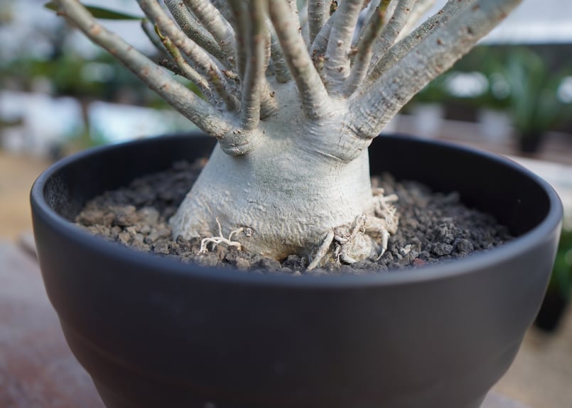 アデニウム オベスム No.1 | mana's farm:塊根植物・アガベ・ドライ