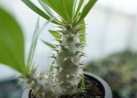 パキポディウム　ホロンベンセ　Pachypodium horombense  No.13