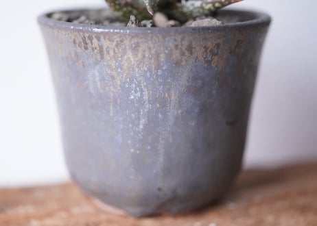 Aloe jucunda