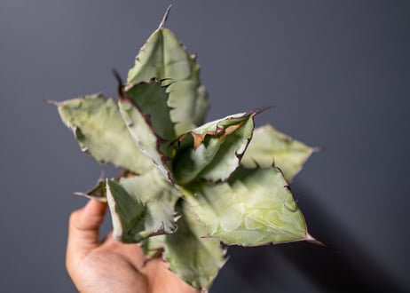 Agave titanota Agave B&B No.3