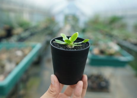 パキポディウム　恵比寿笑い　Pachypodium brevicaule　No.1