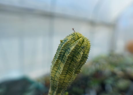 ユーフォルビア　魔紅キリン　Euphorbia　“Makou kirin”