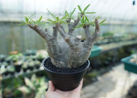 パキポディウム　グラキリス　 Pachypodium Gracilius  No.2