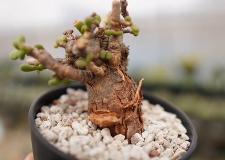 Ceraria pygmaea ケラリア ピグマエア　B NO.10