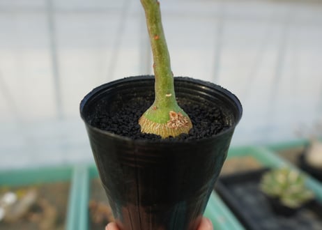 アデニア　グラウカ　Adenia glauca