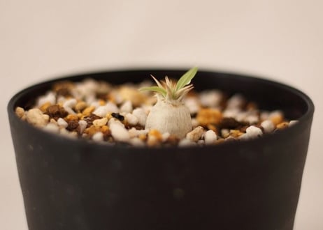 Pachypodium eburneum　パキポディウム　エブレネウム  実生no. ２
