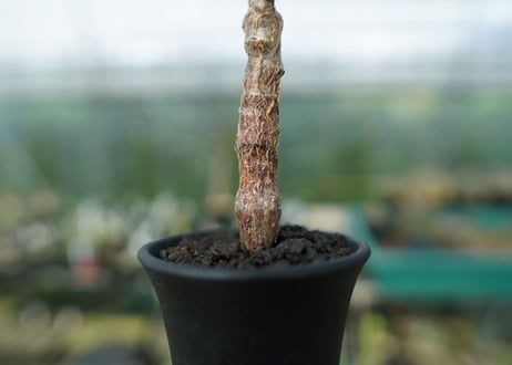 センナ　メリディオナリス　Senna meridionalis