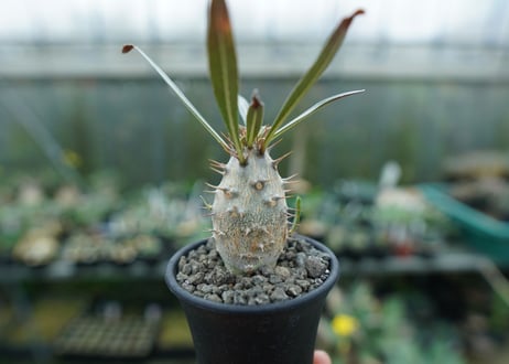 パキポディウム　カクチぺス　Pachypodium cactipes