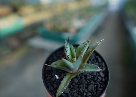 アガベ　チタノタ　 ブラックアンドブルー 　Agave titanota black and blue　No.2