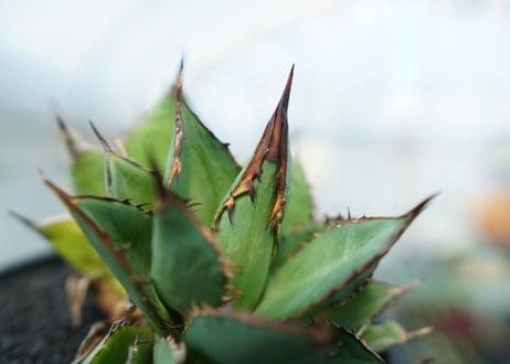 アガベ　チタノタ　剣竜　Agave titanota Kenryu　No.2