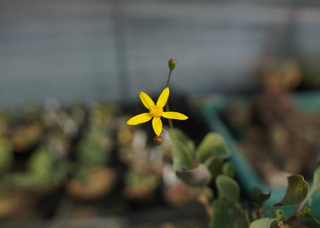 オトンナ　トリプリネルビア　Othonna triplinervia
