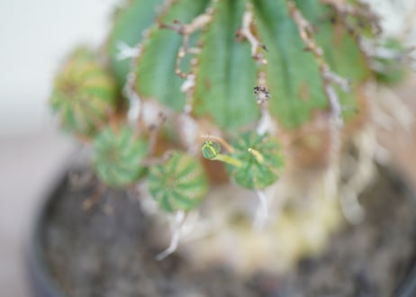 Euphorbia valida