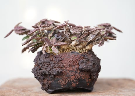 Euphorbia　decaryi
