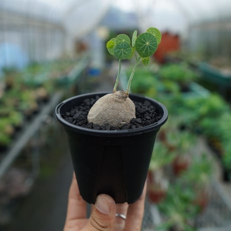 ステファニア ステファニア | 植物の育て方 | 大阪・堺市東区の植物販売「SULK