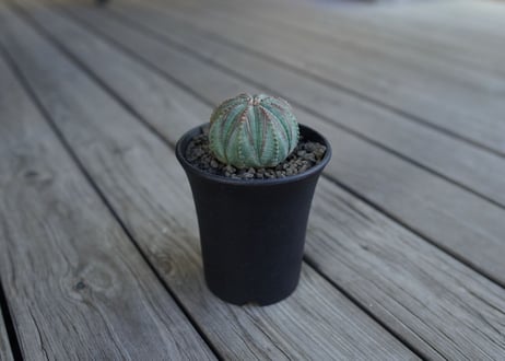 ユーフォルビア オベサ　euphorbia Obesa