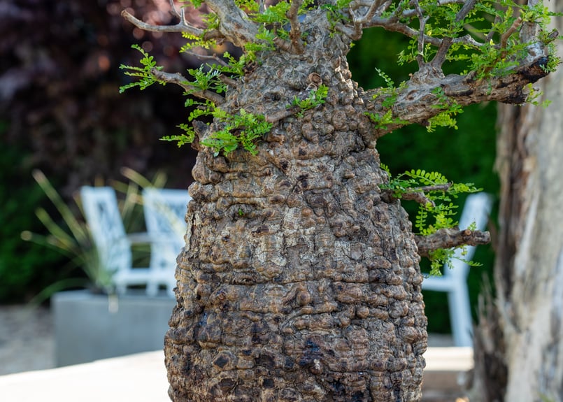 オペルクリカリア パキプス Operculicarya pachypus No.2 | man