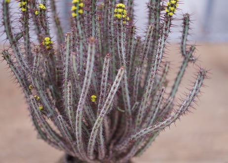 ユーフォルビア　アエルギノーサ　Euphorbia 　aeruginosa