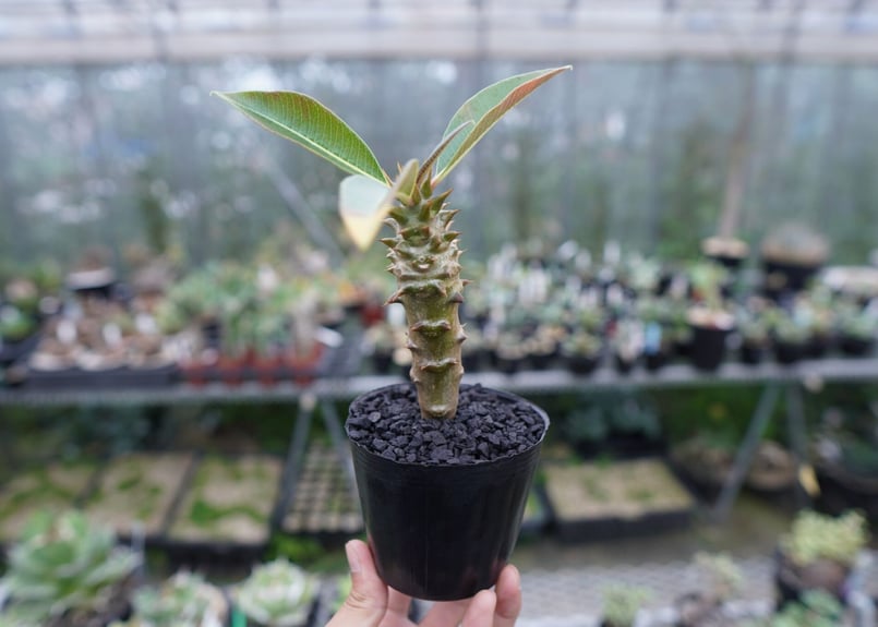 パキポディウム バロニー Pachypodium baronii コーデックス 塊根植物