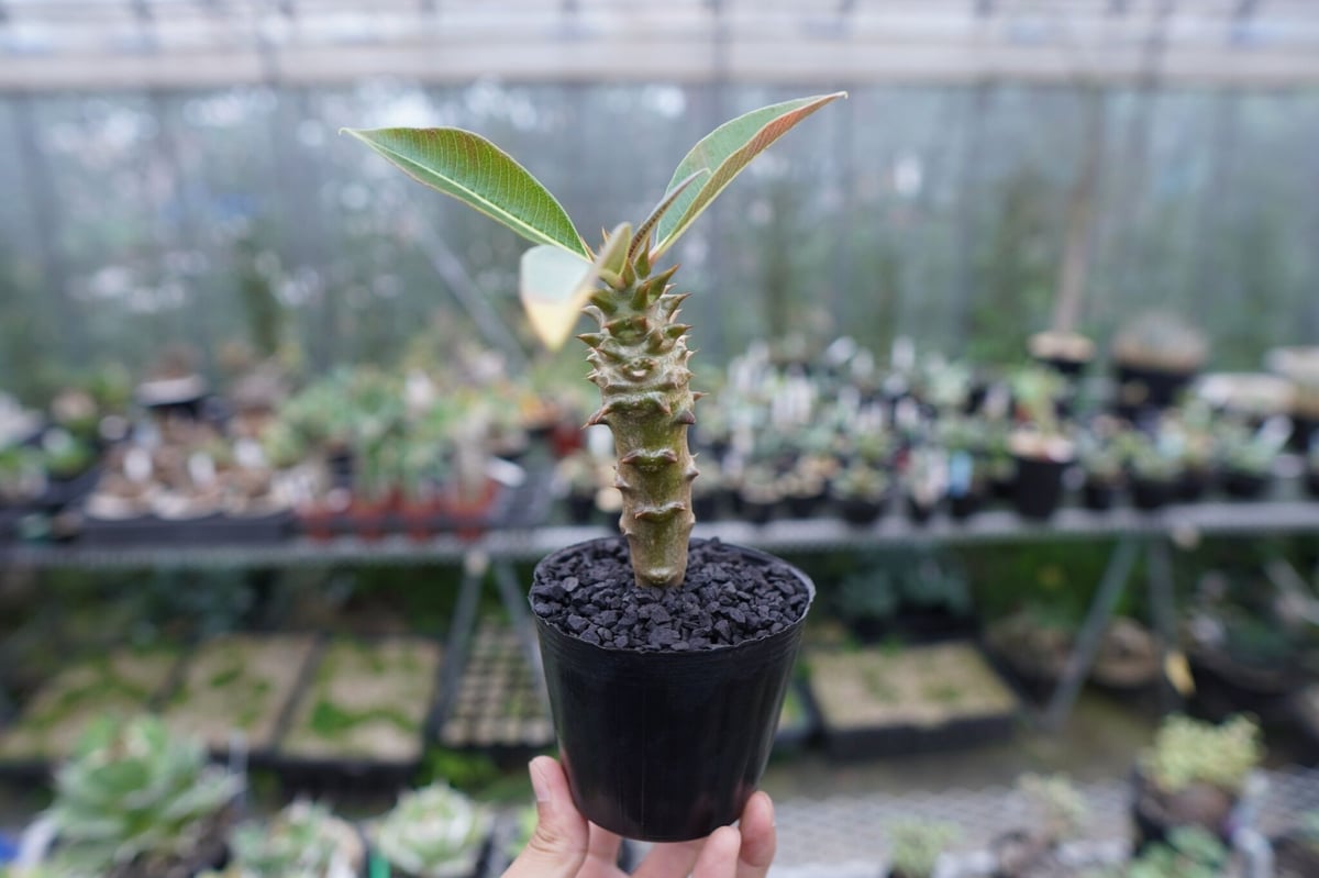 パキポディウム バロニー Pachypodium baronii No.2 | mana's