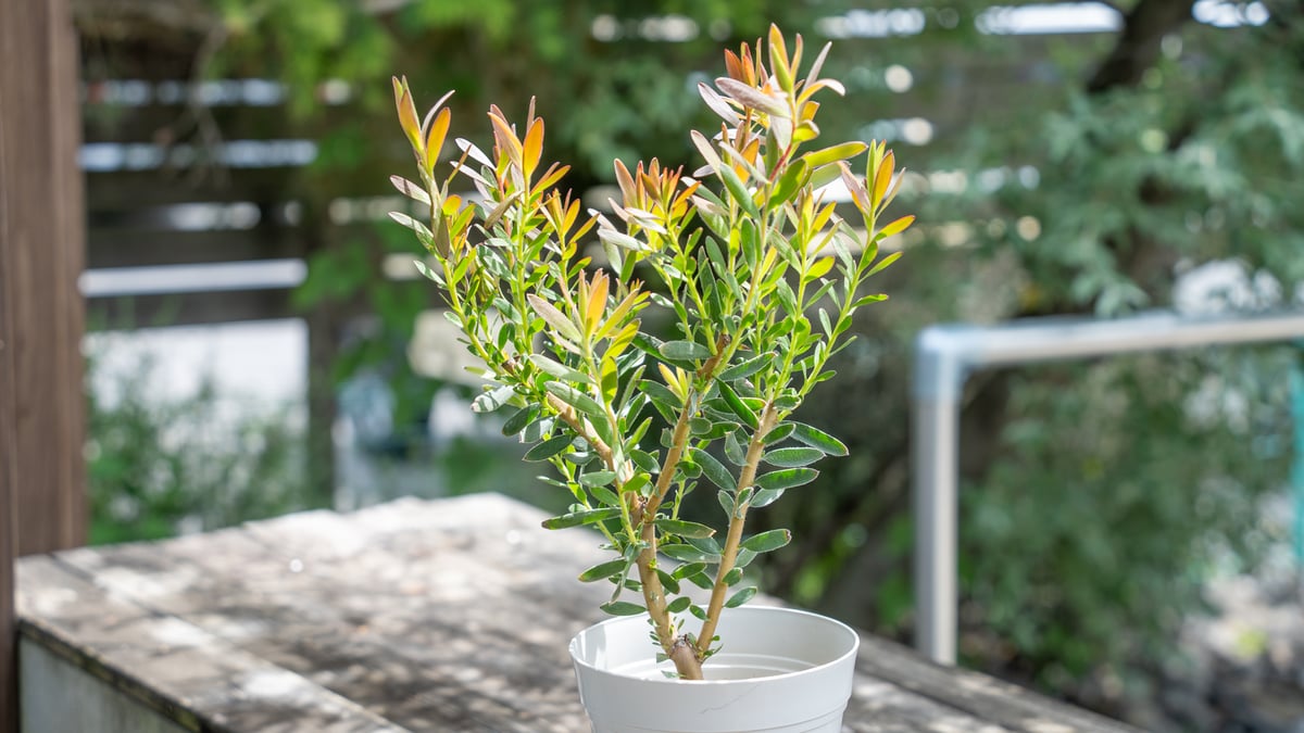 リューカデンドロン | mana's farm:塊根植物・アガベ・ドライガーデン