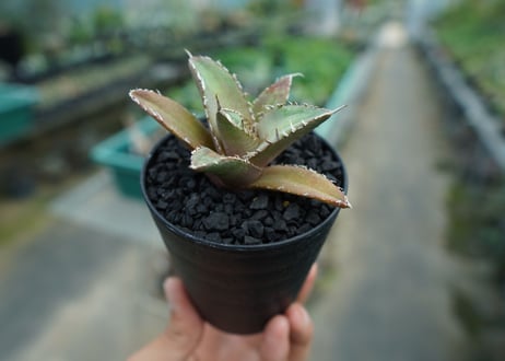 アガベ　チタノタ　FO-76　agave titanota  FO-76　No.10